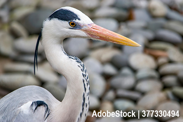 Fischreiher, Graureiher, Ardea cinerea